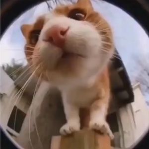 Meet your Posher, Kynzy